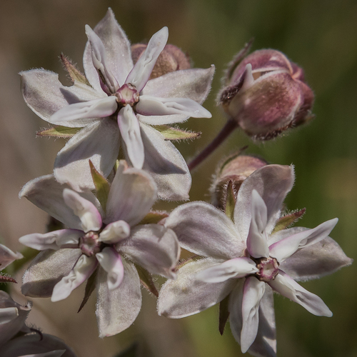 Asclepias humilis — photo