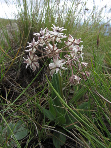 Asclepias humilis