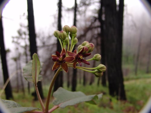 Asclepias hypoleuca (Mahogany milkweed) — photo