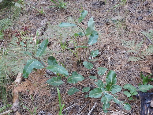 Asclepias hypoleuca (Mahogany milkweed) — photo