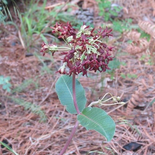 Asclepias hypoleuca