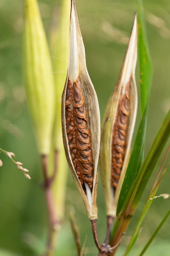 Asclepias incarnata (Swamp milkweed) — photo