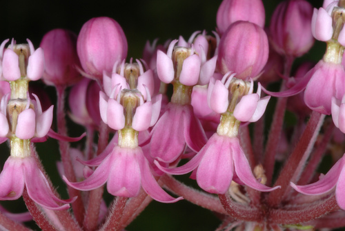 Asclepias incarnata (Swamp milkweed) — photo