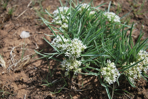 Asclepias involucrata (Dwarf milkweed) — photo