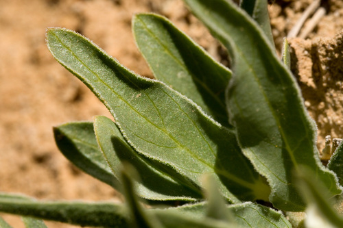 Asclepias involucrata (Dwarf milkweed) — photo