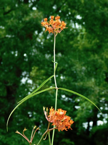 Asclepias lanceolata (Purple silkweed) — photo