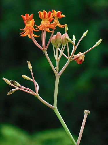 Asclepias lanceolata (Purple silkweed) — photo