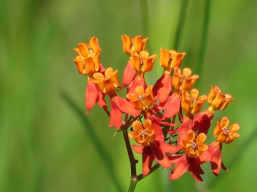 Asclepias lanceolata