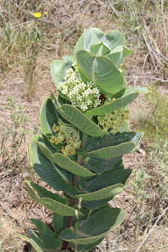 Asclepias latifolia (Broadleaf milkweed) — photo