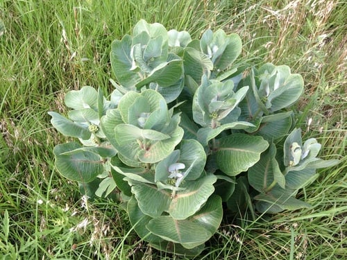 Asclepias latifolia (Broadleaf milkweed) — photo