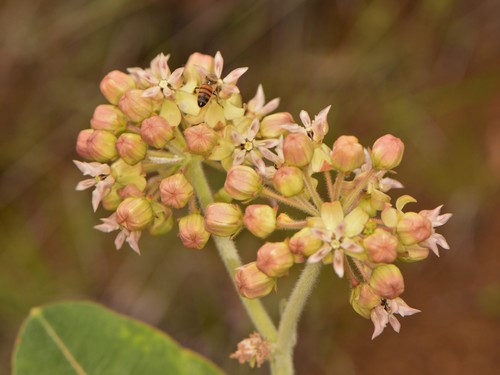 Asclepias lemmonii (Lemmon's milkweed) — photo
