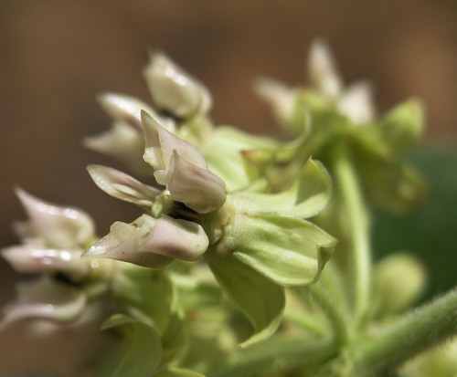 Asclepias lemmonii