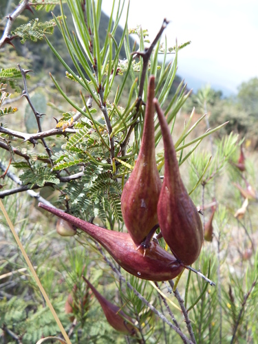 Asclepias linaria (Pine-needle milkweed) — photo