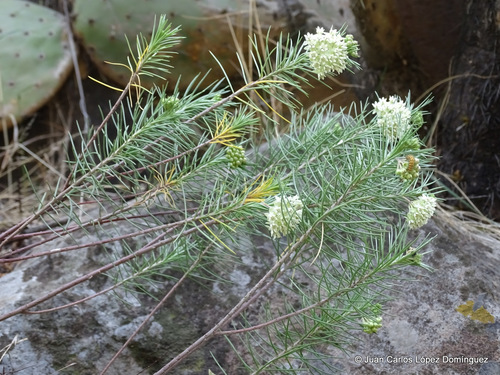 Asclepias linaria (Pine-needle milkweed) — photo