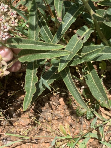 Asclepias meliodora (Milk weed) — photo