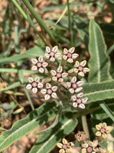 Asclepias meliodora