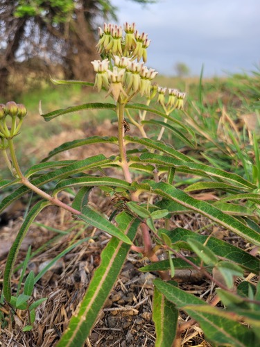 Asclepias meliodora (Milk weed) — photo