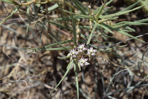 Asclepias meyeriana (Milk weed) — photo