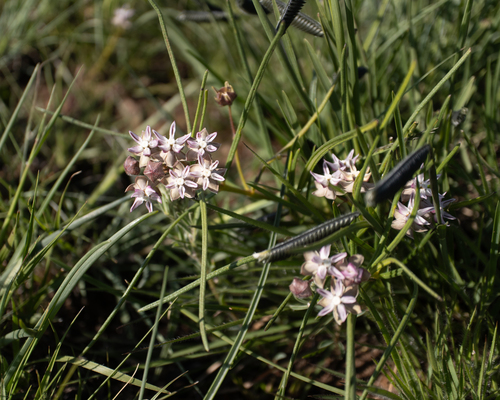 Asclepias meyeriana