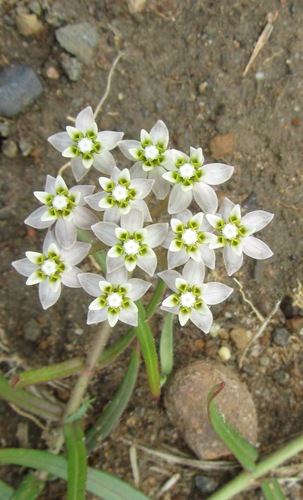 Asclepias multicaulis (Mankiling) — photo