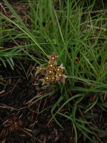 Asclepias multicaulis (Mankiling) — photo
