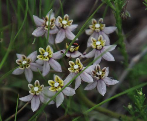 Asclepias multicaulis