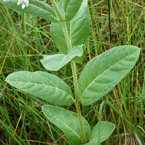Asclepias ovalifolia (Oval-leaved milkweed) — photo