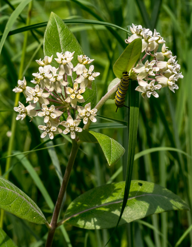Asclepias ovalifolia (Oval-leaved milkweed) — photo