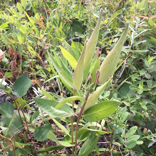 Asclepias ovalifolia