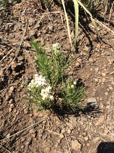 Asclepias pumila (Low milkweed) — photo