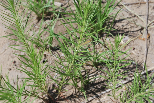 Asclepias pumila (Low milkweed) — photo