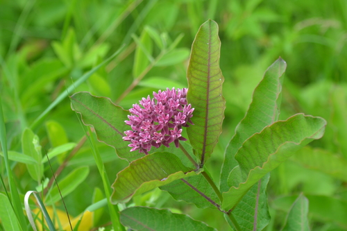 Asclepias purpurascens (Purple milkweed) — photo