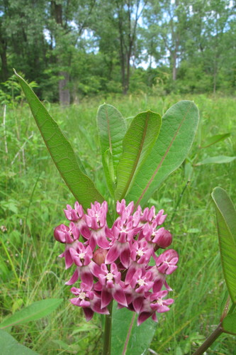 Asclepias purpurascens (Purple milkweed) — photo
