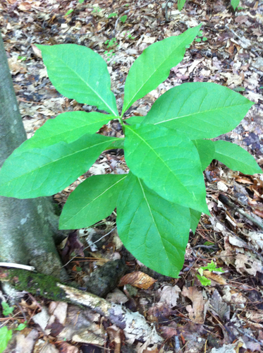 Asclepias quadrifolia (Fourleaf milkweed) — photo