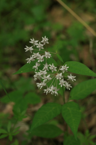 Asclepias quadrifolia (Fourleaf milkweed) — photo