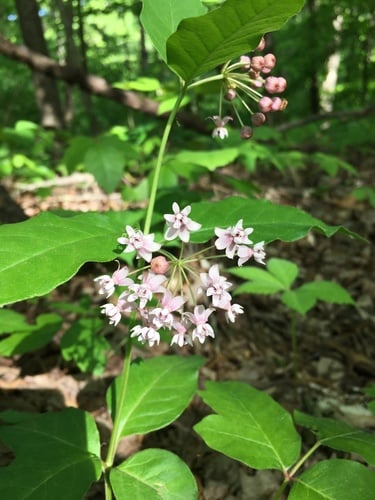 Asclepias quadrifolia