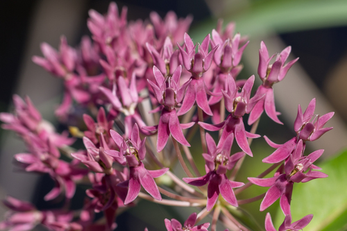 Asclepias rubra (Red silkweed) — photo