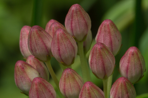 Asclepias rubra (Red silkweed) — photo