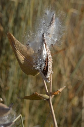 Asclepias speciosa (Showy milkweed) — photo