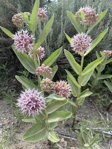 Asclepias speciosa (Showy milkweed) — photo