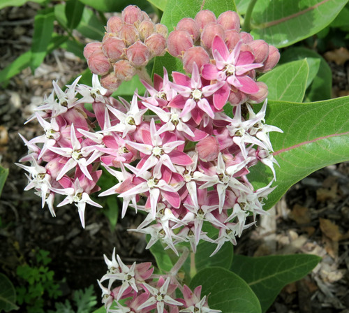 Asclepias speciosa