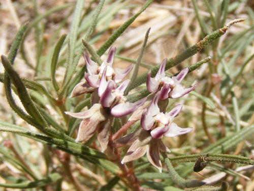 Asclepias stellifera (Common meadow star) — photo
