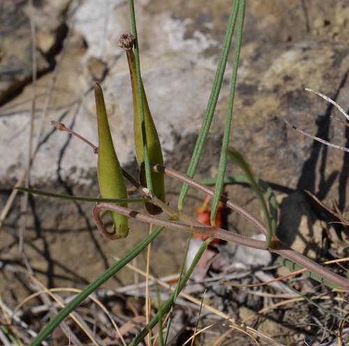 Asclepias stellifera (Common meadow star) — photo