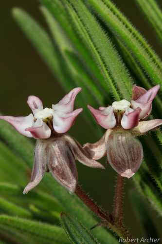 Asclepias stellifera