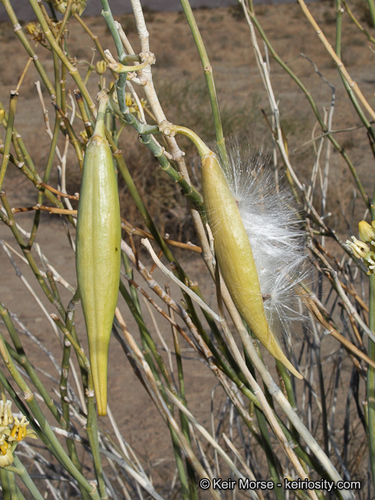 Asclepias subulata (Rush milkweed) — photo