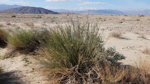 Asclepias subulata (Rush milkweed) — photo