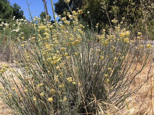 Asclepias subulata