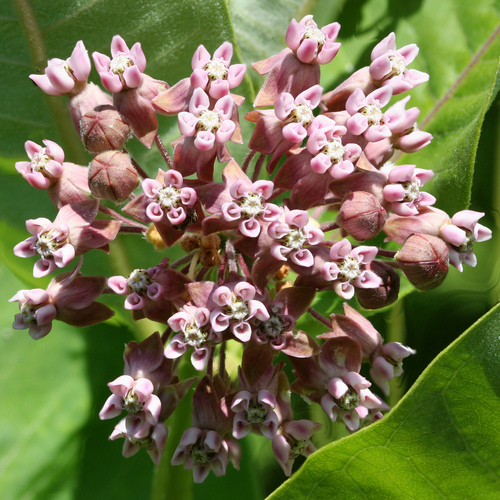 Asclepias syriaca (Common milkweed) — photo