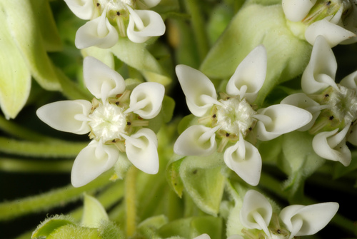 Asclepias syriaca (Common milkweed) — photo