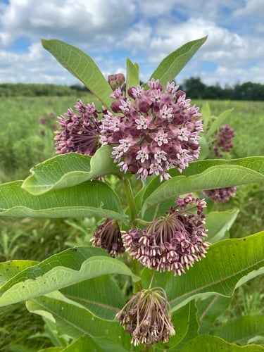 Asclepias syriaca
